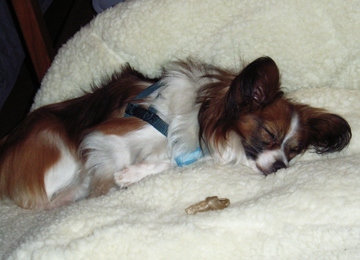 もう、だめだぁー