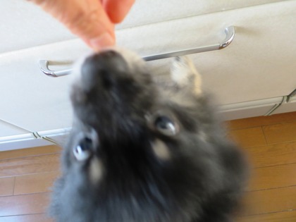 2018(H30)-2-9 ミカン大好き (3)