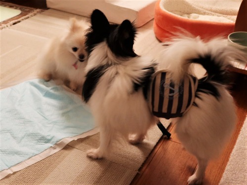 2021(R3)-3-12 ミルキーとトムのワンプロ (6)