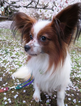 2016-4-6 平成28年の櫻 (22)