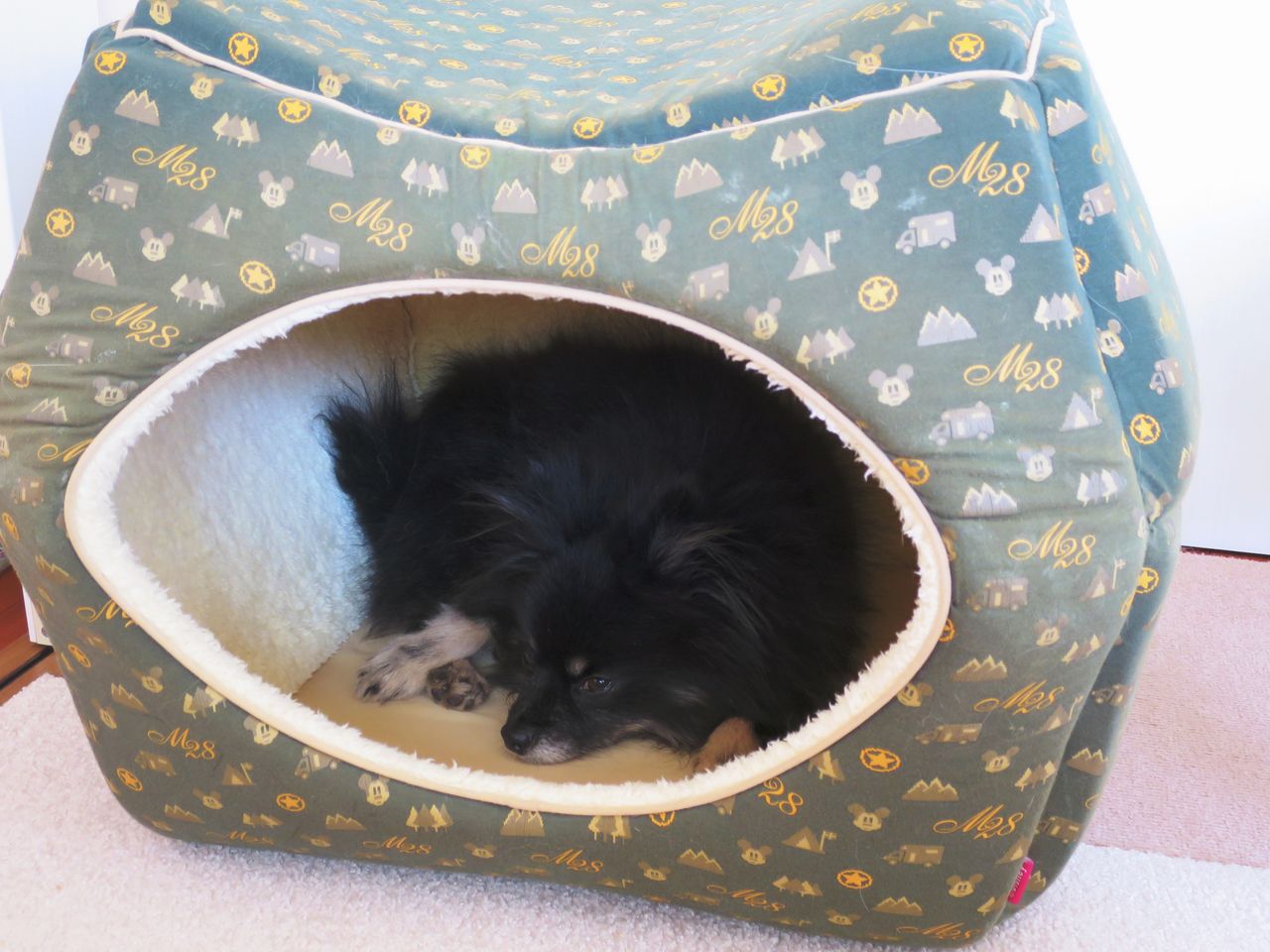 キトリはかまくらベッドがお好き 君と出逢えて