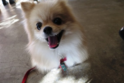 2016(H28)-12-10 第23回里親会・白金台 (6)