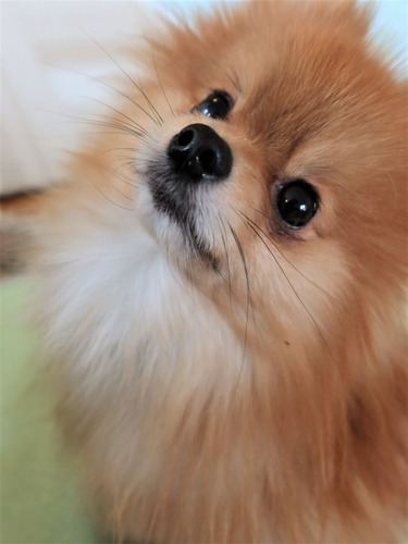 2021(R3)-2-15 苺love (12)