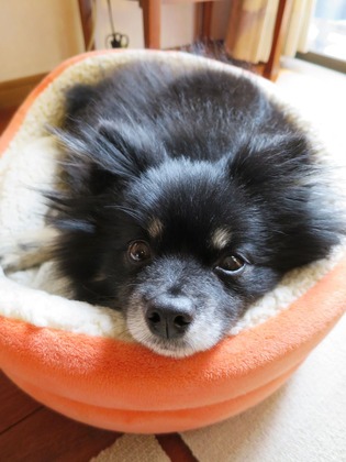 2018(H30)-2-2 ドヤ顔? (1)