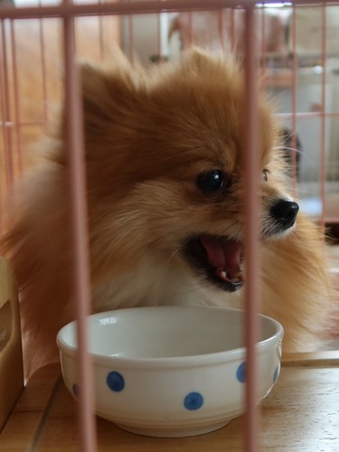 2021(R3)-3-6 ミルチャの食事作法 (4)