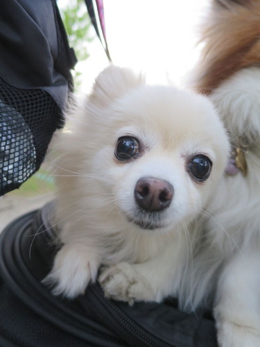 2020(R2)-4-19 パーシモン公園 (2)