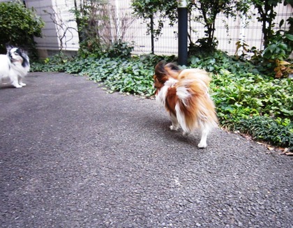 2014-3-17 春は強風 (5)