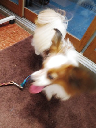 2016(H28)-5-26 ギャラリー恵みにてクルクル~ (6)