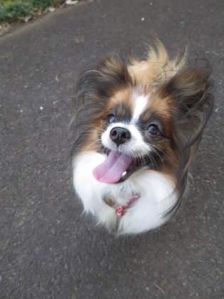 2017(H29)-11-5 �Ƥ��륭���ǥ� �����ã (55)