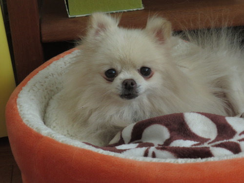 2020(R2)-11-16 ポーリポリ (1)