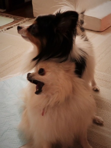 2021(R3)-3-12 ミルキーとトムのワンプロ (8)