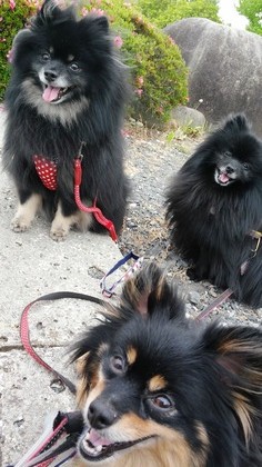 2018(H30)-5-26 ȥ饤4 01