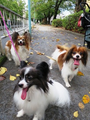 2014(H26)-9-25 ロビンだって筋トレ (10)