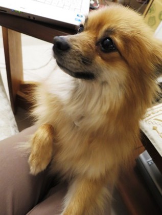 2019(H31)-2-9 傍に居たいの (1)