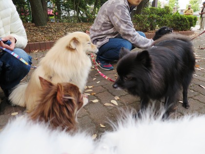 2014(H26)-11-23 ロビン18歳誕生会 (23)