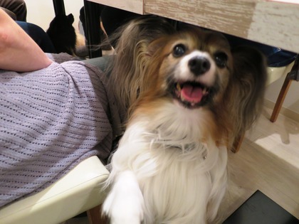 2014(H26)-11-23 ロビン18歳誕生会 (72)