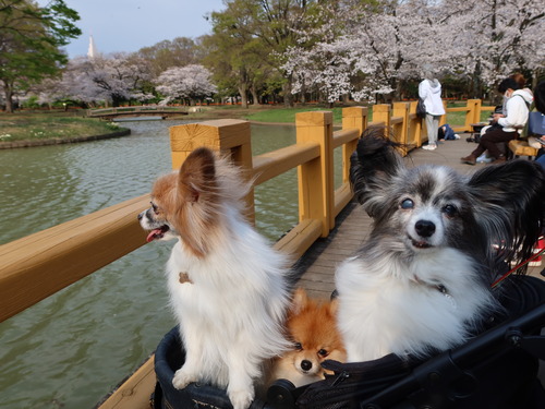 2021-3-26 代々木公園の桜 (41)