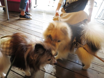 2019(R1)-5-18 第56回里親会 巣鴨 (7)