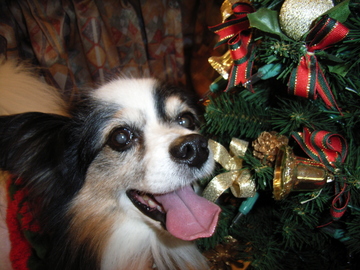 ���ӥ�Υ��ꥹ�ޥ�