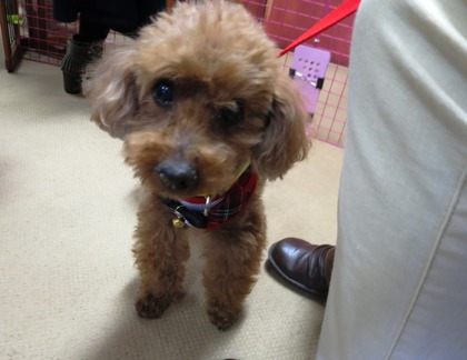 2018(H30)-3-17 第38回里親会巣鴨:チャコ