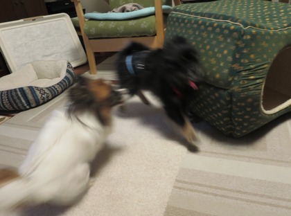 2017(H29)-11-16 ������ֱ�ư�� (5)