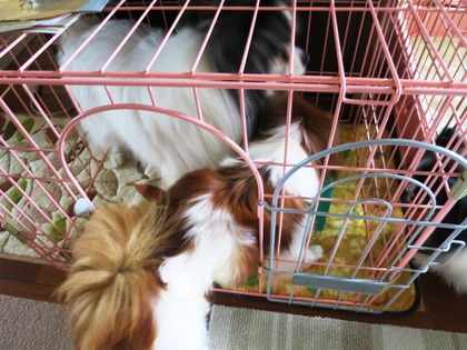 12014‐6-13 ロビンの食事に (9)