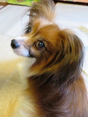 2014(H26)-10-9 �����ס��夬�� (1)