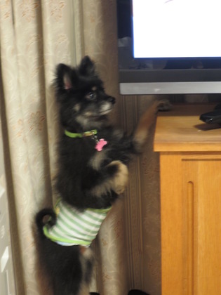 2017(H29)-10-15 ֤󹥤 (7)