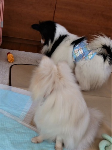 2021(R3)-3-16 ミルキーとトムの遊び (2)