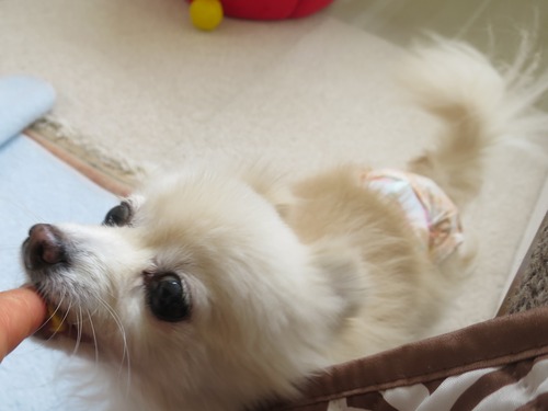 2020(R2)-4-16 オヤツの為なら近づきます (1)