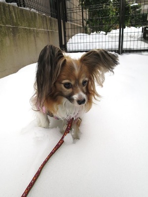 2014-2-15 今年二度目の大雪に (18)