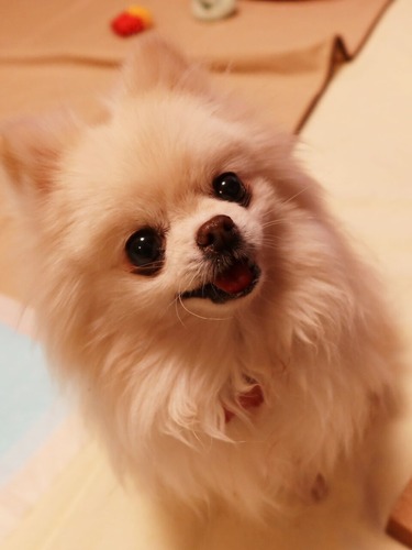 2021(R3)-2-24 仮ママ何食べてるですか? (5)