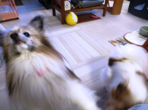 2019(R1)-7-20 �嵐������������ޥޤΥ���Ĥ��� (20)