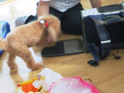 2018(H30)-9-16 Υȥ饤 (33)