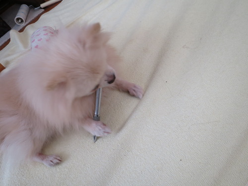 2020(R2)-10-27 ボールペンかじるミルキー (1)