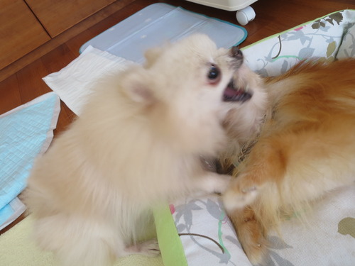 2020(R2)-10-20 今日も大好き❤ (1)