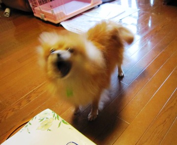 ねぇ、 遊んでよ_20110803_01