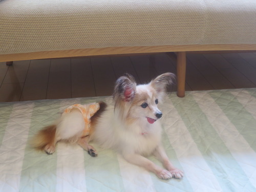 2020(R2)-9-27 ファラのトライアル開始 (8)