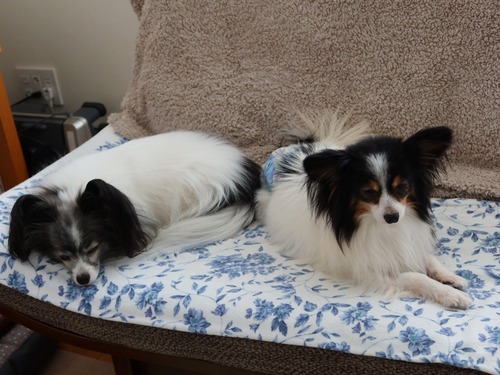 2021(R3)-3-18 �ѥԥݥ�ͽ����줾�� (3)