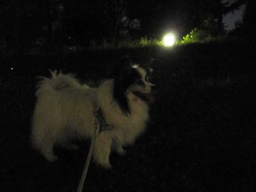 晩夏の夜散歩_20110919_02
