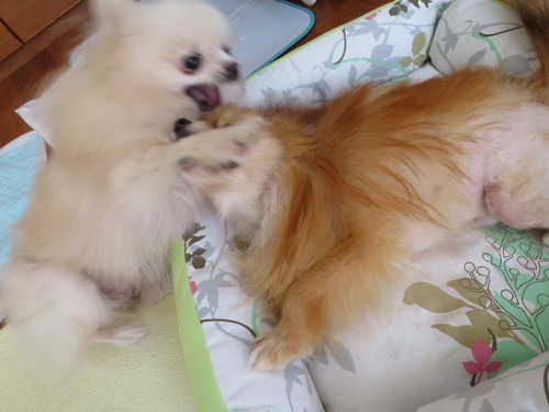 2020(R2)-10-20 今日も大好き❤ (34)