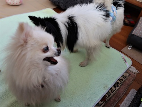 2021(R3)-3-16 ミルキーとトムの遊び (6)