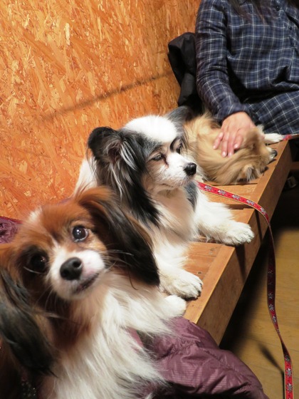 2013-12-8 田奈ラン(ケイトプチオフ会) (88)