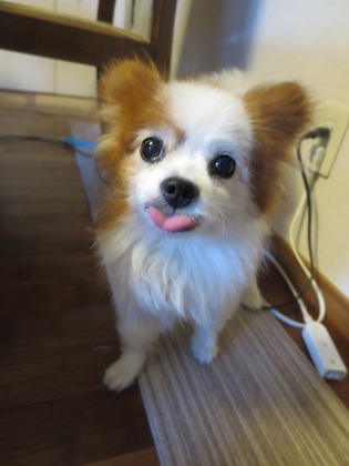 2017(H29)-8-16 深夜2時半の2ワン (6)