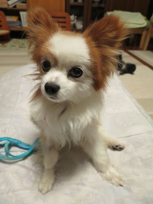 2017(H29)-8-11 ¥³¥í¥óÄ̱¡¤È¥Þ¥°Åоì (2)