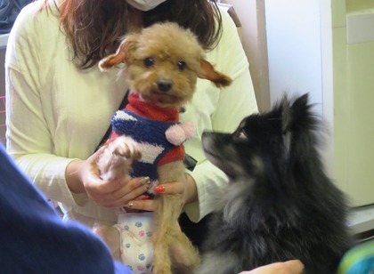 2018(H30)-1-20 第36会巣鴨里親会 (7)