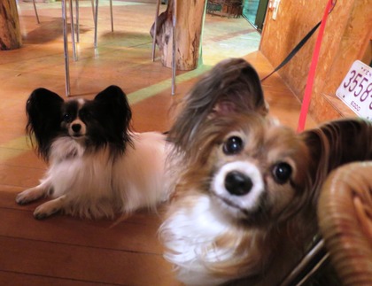 2013-12-8 田奈ラン(ケイトプチオフ会) (90)