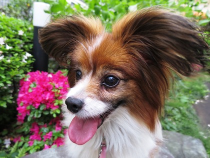 May day の庭で (17)