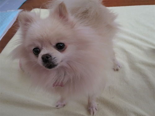 2020(R2)-11-16 ポーリポリ (4)