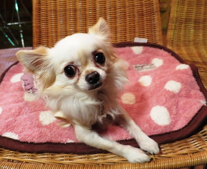 2013-12-8 田奈ラン(ケイトプチオフ会) (1)